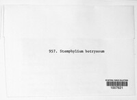 Image of Stemphylium botryosum